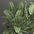 Exotic Plant Collection: Decorative Palms, Ferns, Cacti & More 3D model small image 4