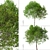 Mediterranean Carob Tree: Edible Pods, Ornamental 3D model small image 5