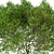 Mediterranean Carob Tree: Edible Pods, Ornamental 3D model small image 6
