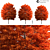 Evergreen Acer Rubrum Tree 3D model small image 2