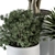 Fresh Greenery: Yuka Tree & White Pot 3D model small image 3