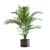 Exotic Indoor Plants Pack 3D model small image 3