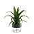 Exotic Indoor Plants Pack 3D model small image 4