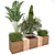 Tropical Plant Collection: Banana, Monstera & More 3D model small image 3