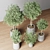 Indoor Oasis Plant Set 3D model small image 10