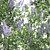 Ceanothus 2013: California Lilac in 3D 3D model small image 2