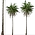 Colombian Quindio Wax Palm Set 3D model small image 3