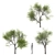 Chinese Flame Trees: Summer Blooming Beauty 3D model small image 4