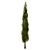 Fine Cupressus Tree - 3D Model 3D model small image 2