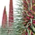 Tall Echium Wildpretii Quartet 3D model small image 2