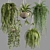 Premium Hanging Indoor Plants Collection 3D model small image 5