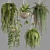 Premium Hanging Indoor Plants Collection 3D model small image 8