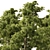 European Pines Collection: Majestic and Rare 3D model small image 5