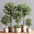 Indoor Greenery Deluxe Set 3D model small image 8