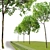 Dual Acer platanoides Trees - 8m Tall 3D model small image 2