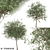 Channel Islands Catalina Cherry Trees 3D model small image 1