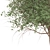 Channel Islands Catalina Cherry Trees 3D model small image 2