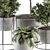 308 Indoor Plant Set: Tree & Plant in Black Pot 3D model small image 2