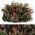 Green and Red Mixed Plant Bush - Set of 51 Bushes 3D model small image 1