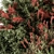 Green and Red Mixed Plant Bush - Set of 51 Bushes 3D model small image 2