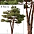 Mediterranean Pines: Set of 2 Aleppo Trees 3D model small image 1