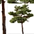 Mediterranean Pines: Set of 2 Aleppo Trees 3D model small image 2