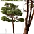 Mediterranean Pines: Set of 2 Aleppo Trees 3D model small image 3