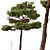 Mediterranean Pines: Set of 2 Aleppo Trees 3D model small image 5