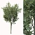 Lush Landscape Tree 25ft 3D model small image 2