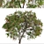 Lemon Bottlebrush Tree Set: Citrus-Scented Beauty 3D model small image 3