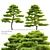 Japanese Black Pine Tree Duo: 4m Height 3D model small image 1