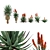 Aloe Ferox: Natural Cape Aloe Extract 3D model small image 1