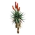 Aloe Ferox: Natural Cape Aloe Extract 3D model small image 3