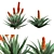 Aloe Ferox: Natural Cape Aloe Extract 3D model small image 5