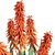 Aloe Ferox: Natural Cape Aloe Extract 3D model small image 6