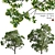 Camphor Tree 3D Models 3D model small image 1