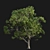 Camphor Tree 3D Models 3D model small image 4