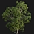 Camphor Tree 3D Models 3D model small image 5
