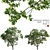 Archive 3D Models - Cinnamomum Camphora 3D model small image 1