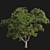 Archive 3D Models - Cinnamomum Camphora 3D model small image 5