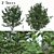 Exquisite Pair: Parrotia Persica (2 Trees) 3D model small image 1