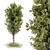 Tree Green Broadleaf Set 60 3D model small image 2
