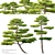 Black Pine Duo: 3m Height 3D model small image 1
