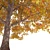 Golden Autumn Maple 3D model small image 4