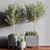 Premium Indoor Plant Set 3D model small image 5