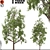 Cyclocarya Paliurus: Beautiful Chinese Deciduous Trees 3D model small image 1