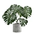 Tropical Charm: Monstera Deliciosa 3D model small image 1