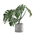 Tropical Charm: Monstera Deliciosa 3D model small image 4