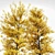 Fall Foliage Tree Collection: Buergerianum, Saccharinum, Biloba 3D model small image 4