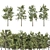 Tall Pine Trees Vol 19 Collection 3D model small image 1